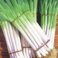 山东大葱上市啦，各位兄弟姐们来看看啊