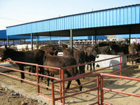 山东宏达牧业万头牛羊驴养殖基地