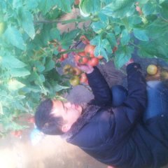 山东费县6万亩12月上市冬季暖棚西红柿