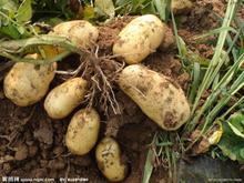 本人种植土豆500多亩 大量土豆、葵花籽