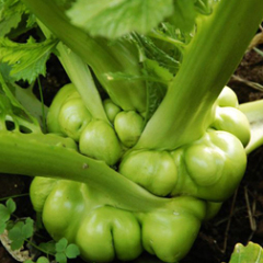 早季有机青菜头