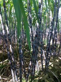 本人种了20多亩黑皮甘蔗