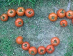 本地大量反季节西红柿、可参观
