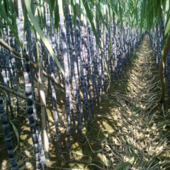 番禺大量甘蔗现已接受预定 欢迎联系我