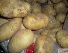 2012年新鲜白花脱毒土豆 新发地畅销品种