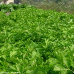 山东博兴县优质芹菜 大量！！