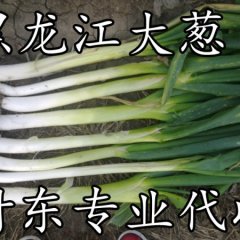 大葱 黑龙江大葱 代收大葱 付东代收 专业代办