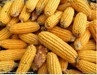 玉米是定边县仅次于马铃薯的粮食作物