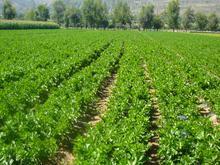 万亩西芹，质量上等价格最低，爸妈辛苦啊