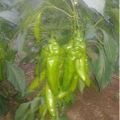 山东潍坊青州万亩辣椒、青椒大量上市