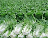 山东省枣庄市百亩大白菜，价格便宜。
