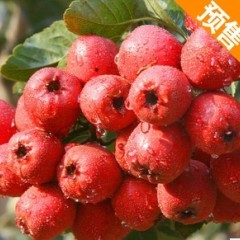 优质大金星山楂