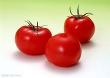 供应高品质西红柿 量多、质优