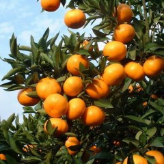 湖北荆州柑桔产地直销