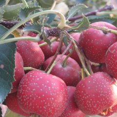 优质新鲜水果——山楂