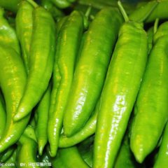 河南商丘鲜辣椒进入销售旺季