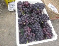游青岩圣境，品特色葡萄！