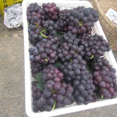 游青岩圣境，品特色葡萄！