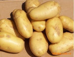 常年大量收购土豆