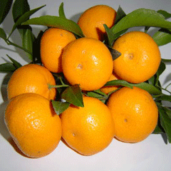 湖北省丹江口市习家店镇蜜桔代办处