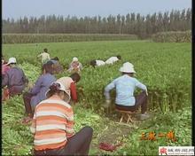 美国西芹半斤以上0.2-0.3元/斤