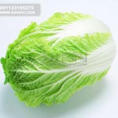 打量冬储白菜上市价格低迷