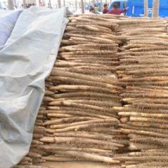 保定市蠡县鲍墟乡和平农贸市场供应麻山药