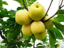 大量供应陕西蒲城酥梨