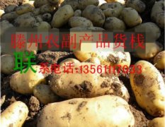 滕州农副产品 数万吨秋土豆成熟上市