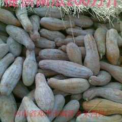 河南南阳南瓜