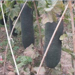 河南周口黑皮大冬瓜（吊瓜 非地瓜）