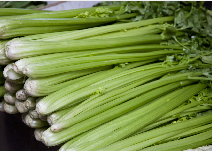 芹菜‘皇后’3万斤，株高80厘米，茎杆黄嫩亮