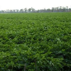 芹菜批量上市，山东滨州惠民