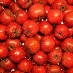 大量山楂准备采摘！！！