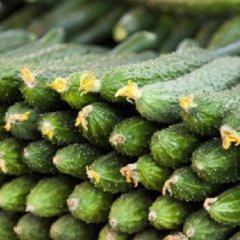 大量山东黄瓜供应啦！