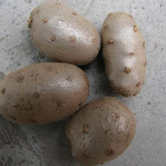 河北衡水白山药--白山药豆--小白嘴白山药豆