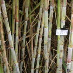 河南南阳自家种植的青皮白玉甘蔗批发价1.3元/根