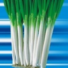 青岛平度市优质铁杆大葱