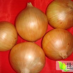 金乡朱峰供应库存-红 黄皮洋葱、质优价廉