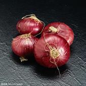 山东金乡红、黄皮洋葱价格适宜诚信合作