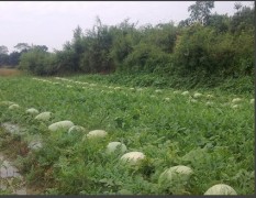 桂林临桂四塘供应千亩优质西瓜！
