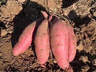 大量供应地瓜【红薯】