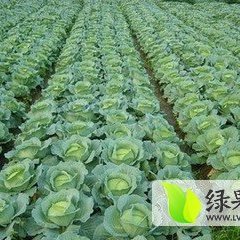 河北省保定市清苑县东闾乡韦各庄村北洋白菜
