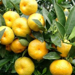 大量批发出售南丰蜜桔
