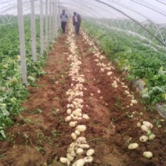 2015肥城土豆值得出手