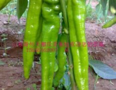 山东青州大棚瓜菜基地大量提供辣椒、园椒等蔬
