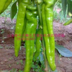 山东青州大棚瓜菜基地大量提供辣椒、园椒等蔬