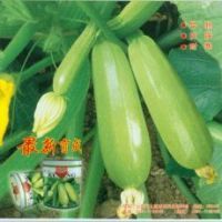 山东青州大棚瓜菜基地西葫芦已大量上市