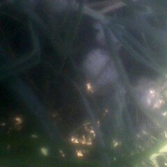 新疆拜城县白皮洋葱：米吉克刘元军