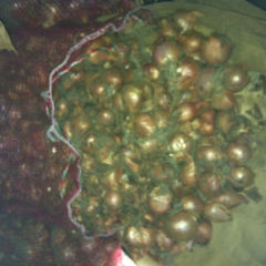 临沂市尤庄东北小毛葱4500元/吨